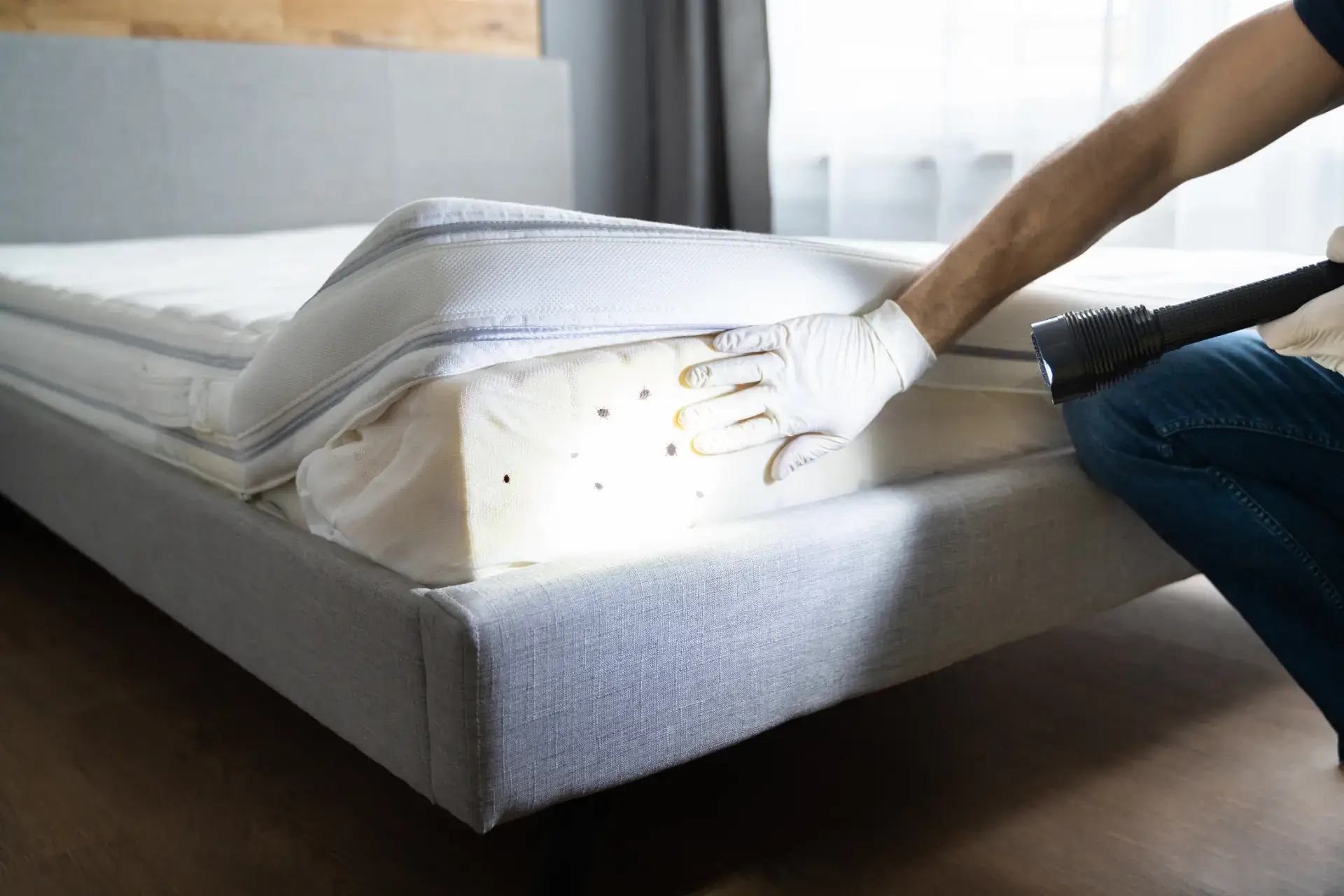 Trusted Affordable Bed Bug Treatment Services Near You
