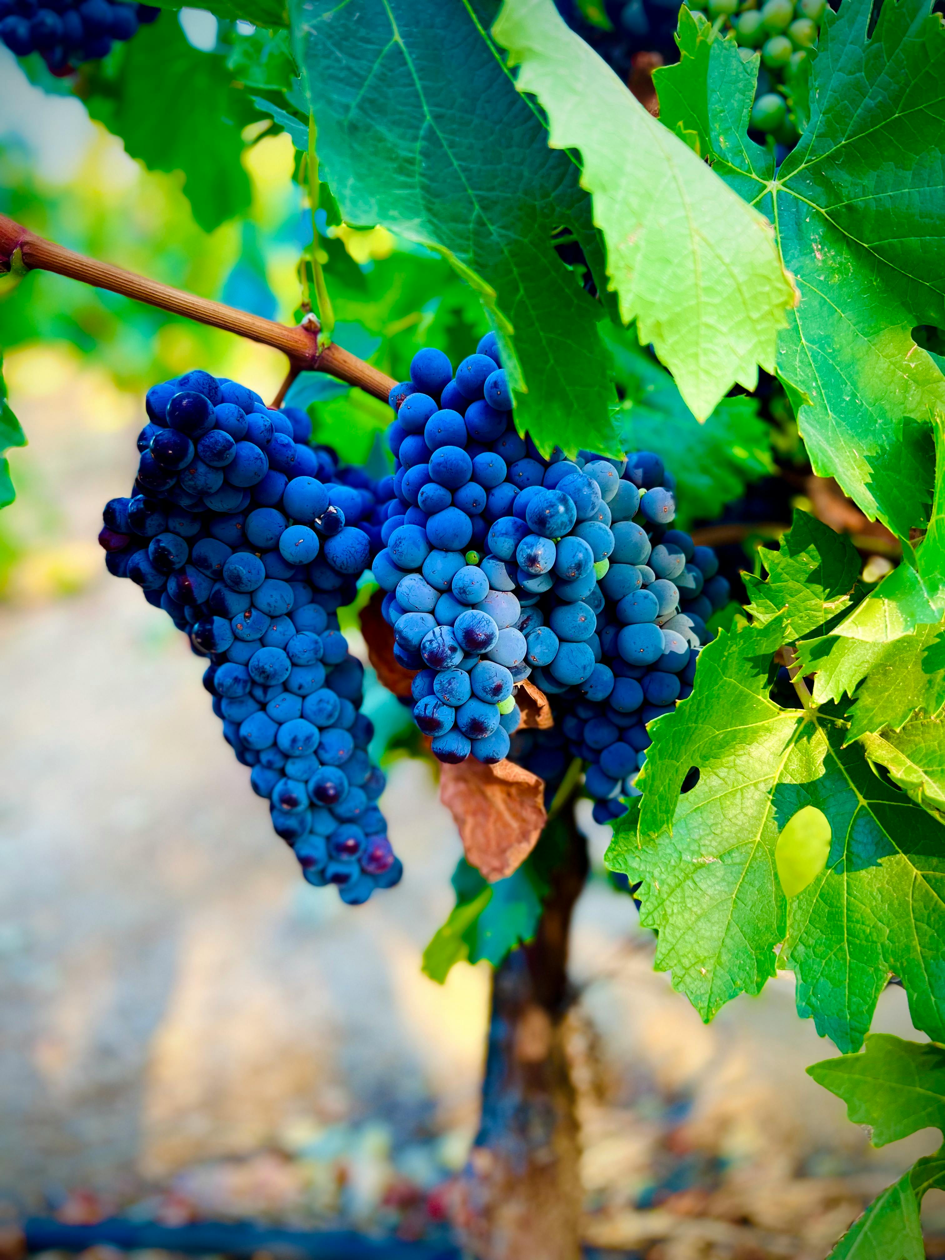 Best Wine grapes for sale california for Winemaking and Bulk Production